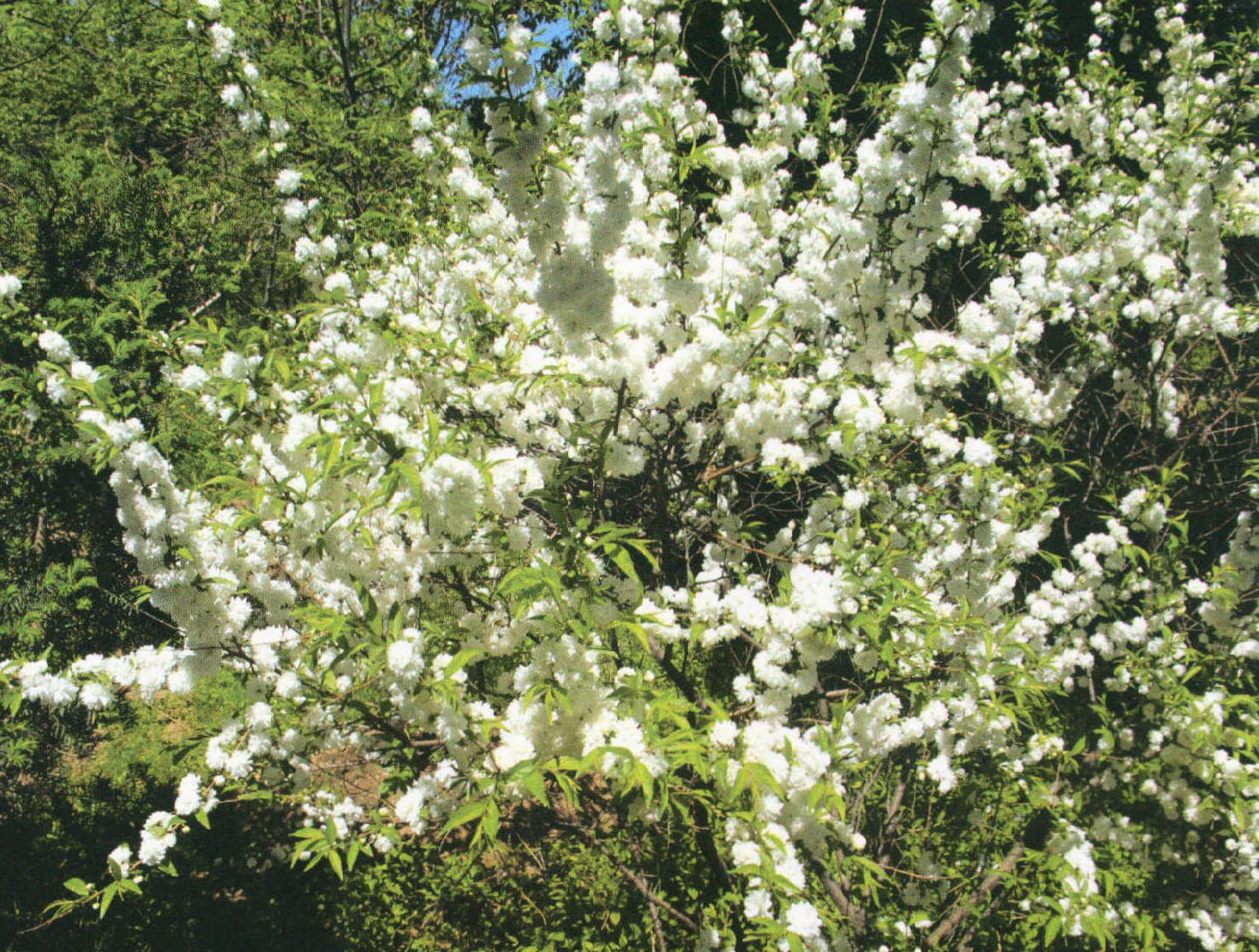 白花重瓣麦李